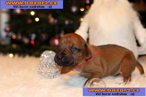 Rhodesian Ridgeback