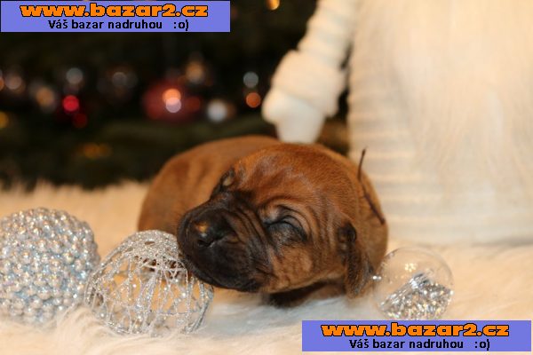 Rhodesian Ridgeback