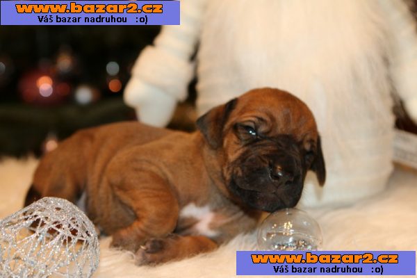 Rhodesian Ridgeback
