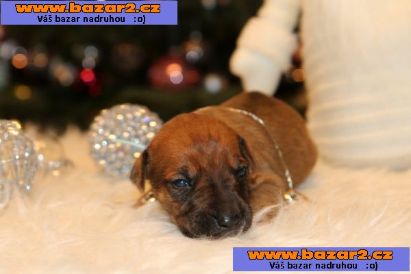 Rhodesian Ridgeback