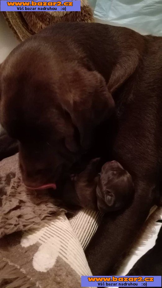 Labrador retriever - štěňátka s PP