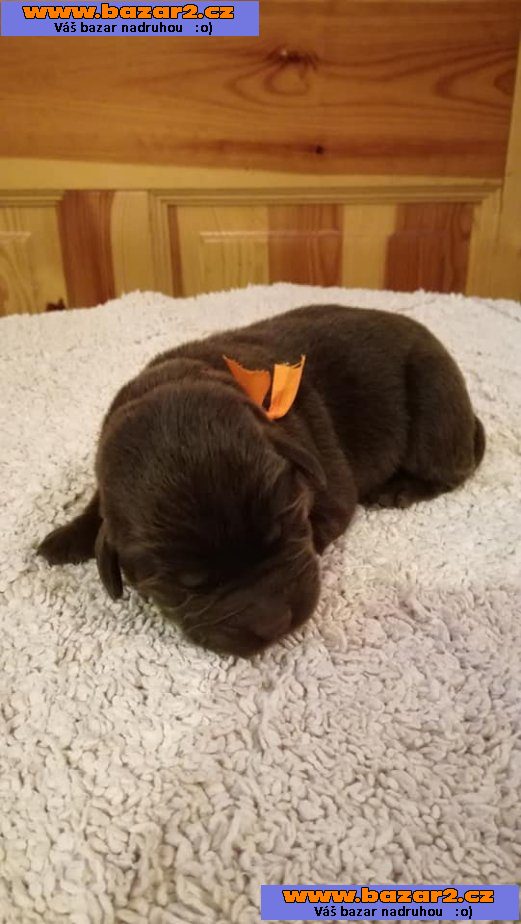 Labrador retriever - štěňátka s PP