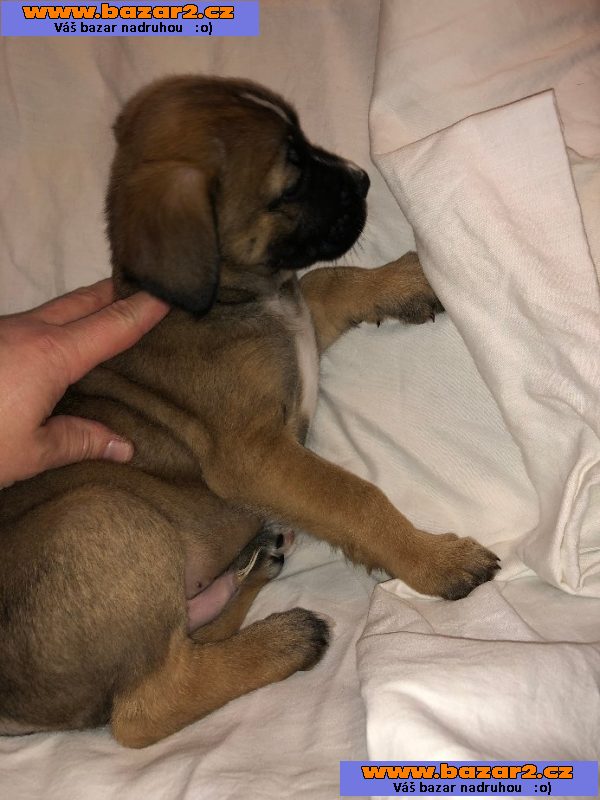 Štěně, kříženci boxer-vlčák