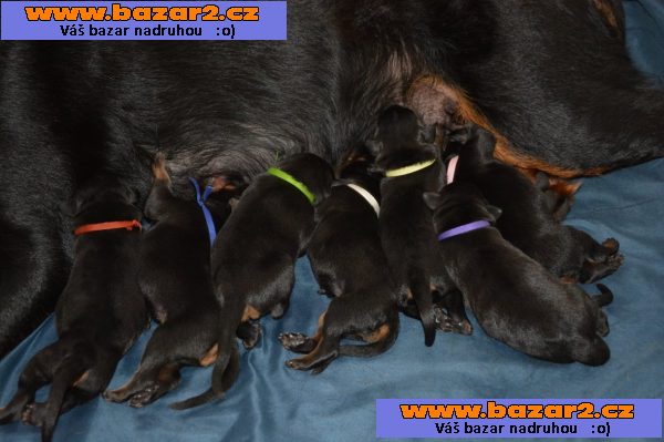 Beauceron - Francouzský ovčák