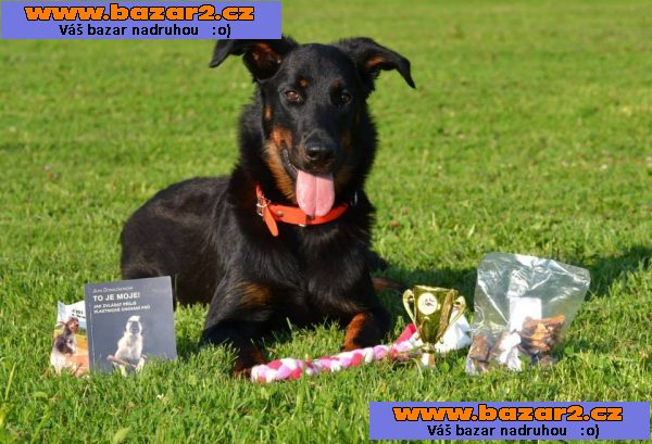 Beauceron - Francouzský ovčák