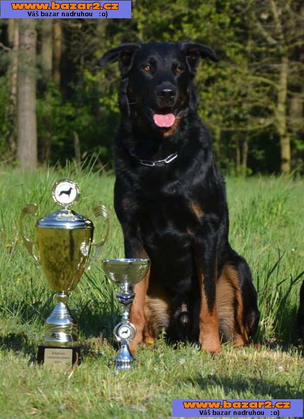 Beauceron - Francouzský ovčák