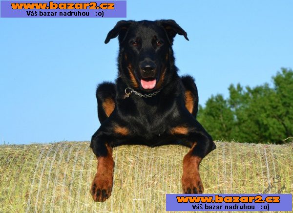 Beauceron - Francouzský ovčák