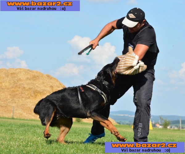 Beauceron - Francouzský ovčák