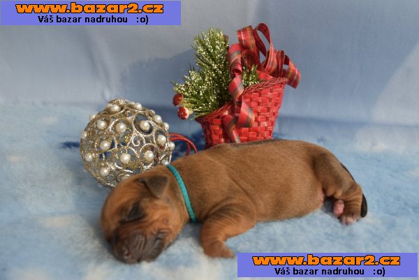 Rhodéský Ridgeback štěňátka s PP