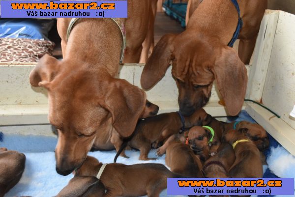 Rhodéský Ridgeback štěňátka s PP