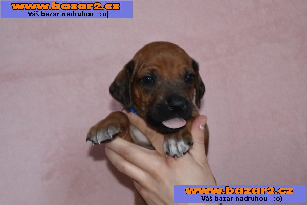 Rhodéský Ridgeback štěňátka s PP