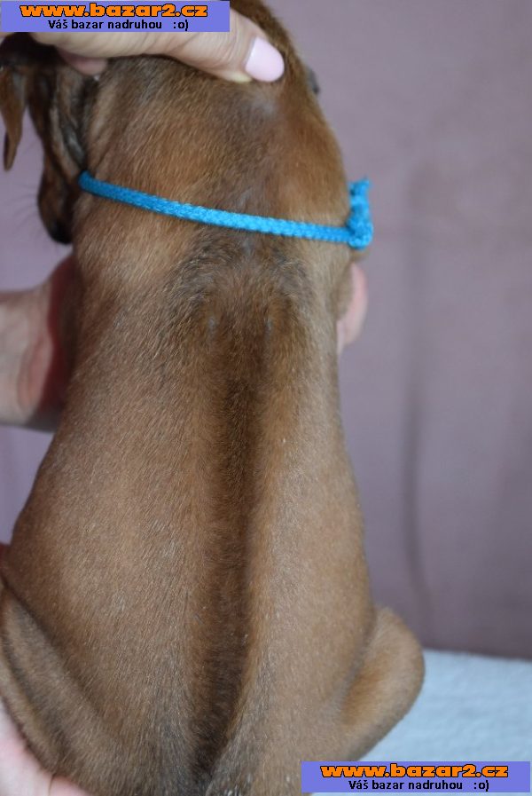 Rhodéský Ridgeback štěňátka s PP