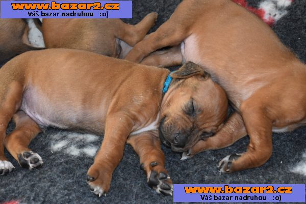 Rhodéský Ridgeback štěňátka s PP