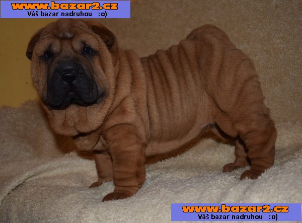 Šarpej, shar-pei  štěňátka s PP