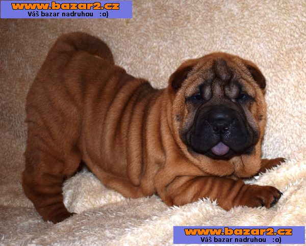 Šarpej, shar-pei  štěňátka s PP