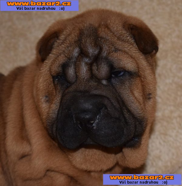 Šarpej, shar-pei  štěňátka s PP