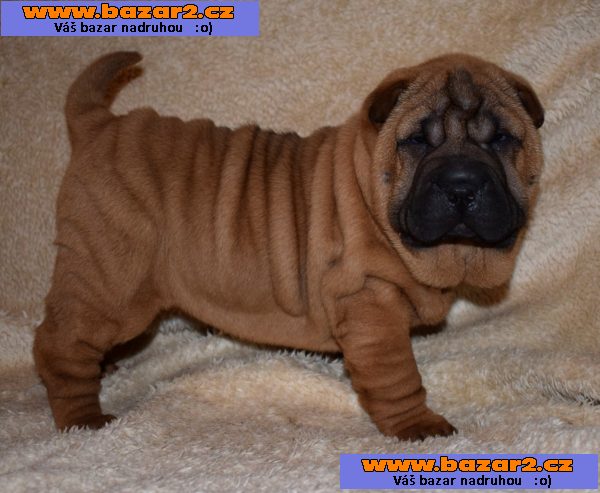 Šarpej, shar-pei  štěňátka s PP