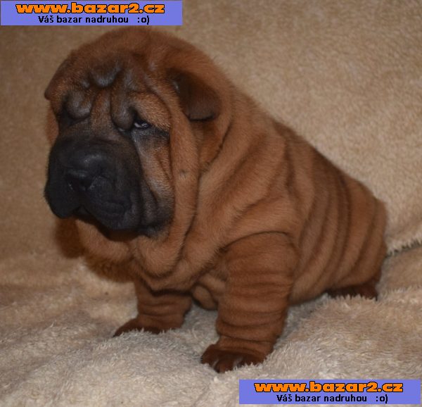 Šarpej, shar-pei  štěňátka s PP