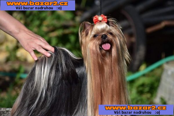 Štěňata yorkshirského terriera