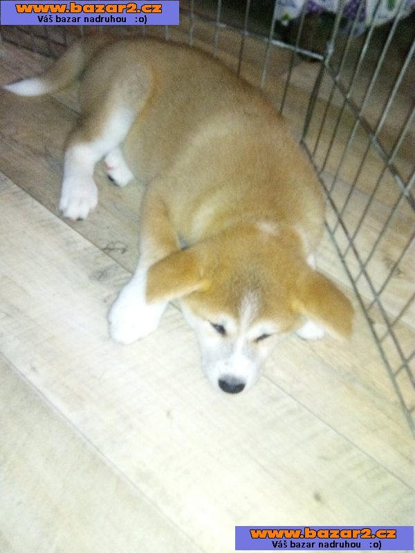 Akita inu štěnata
