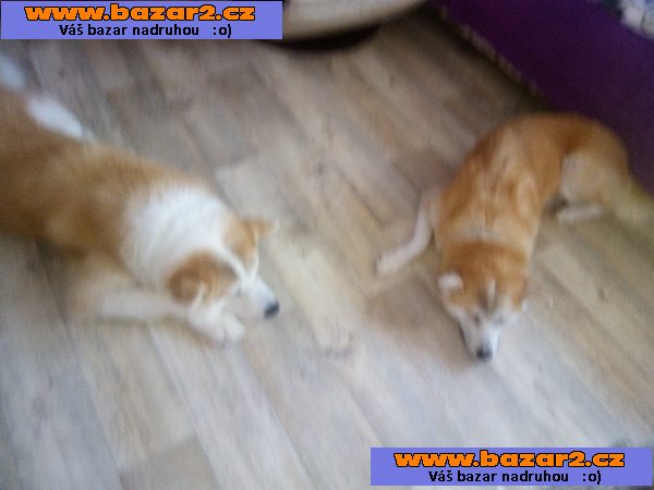 Akita inu štěnata