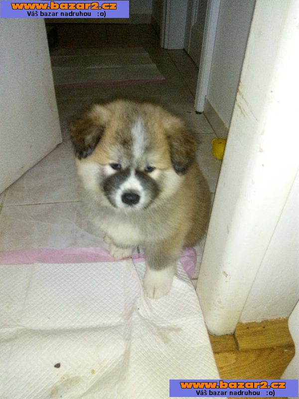 Akita inu štěnata