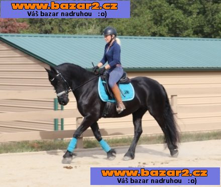 Krásná elegantní fríská klisna