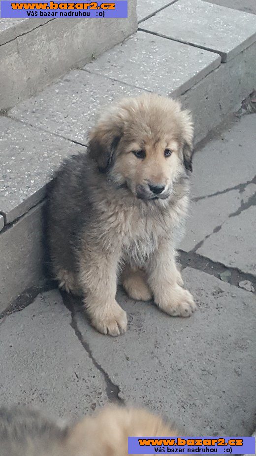 Tibetská doga - štěňata bez PP