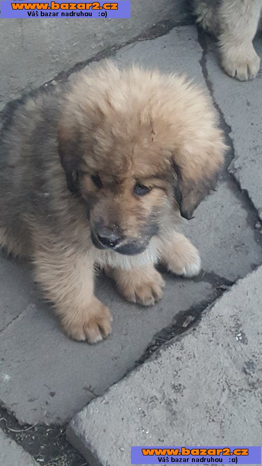 Tibetská doga - štěňata bez PP