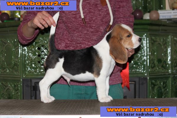 Bígl (beagle) - krásná štěňátka