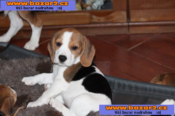 Bígl (beagle) - krásná štěňátka