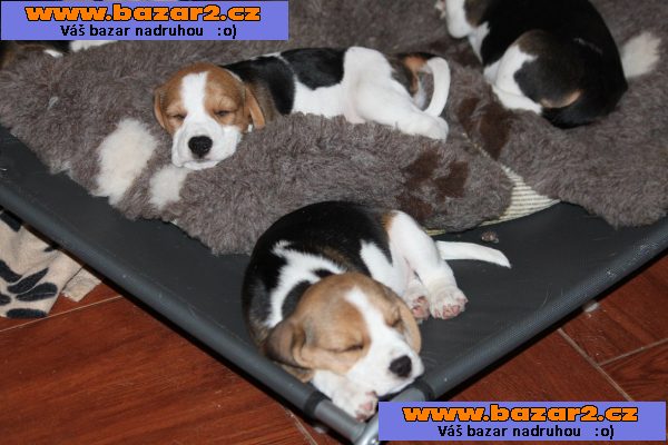 Bígl (beagle) - krásná štěňátka