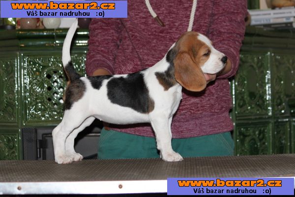Bígl (beagle) - krásná štěňátka