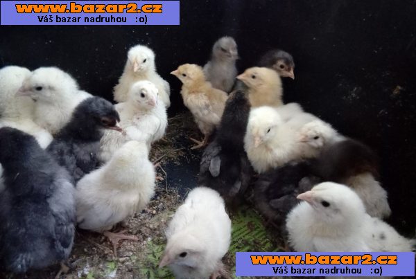 prodám kuřátka