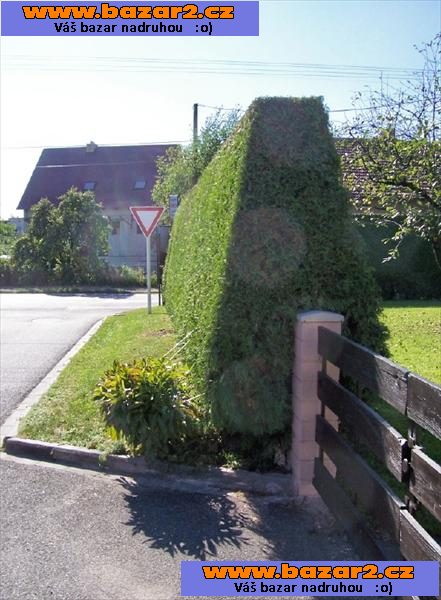 THUJE ( tůje, túje, tuje) na živé ploty LEVNĚ