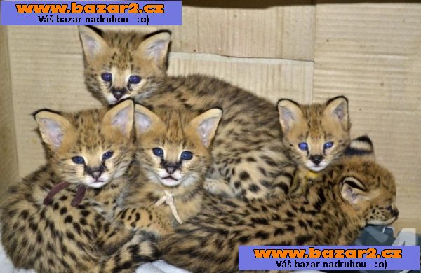 Serval, Savannah, Caracal a Ocelot koťata na prodej