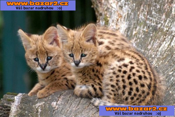 Serval, Savannah, Caracal a Ocelot koťata na prodej