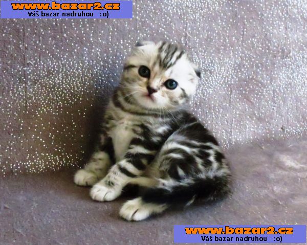 Rodokmen scottish fold koťata k dispozici