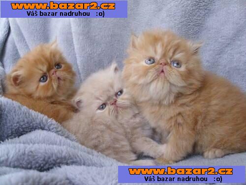 Bílé perské koťátka k dispozici