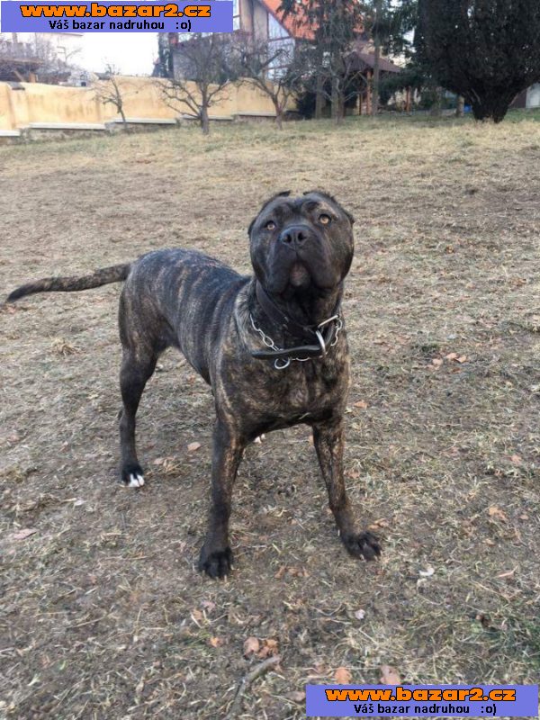 Bandog