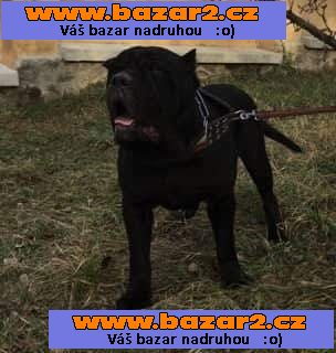 Bandog