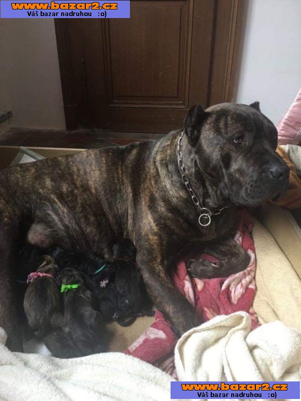 Bandog