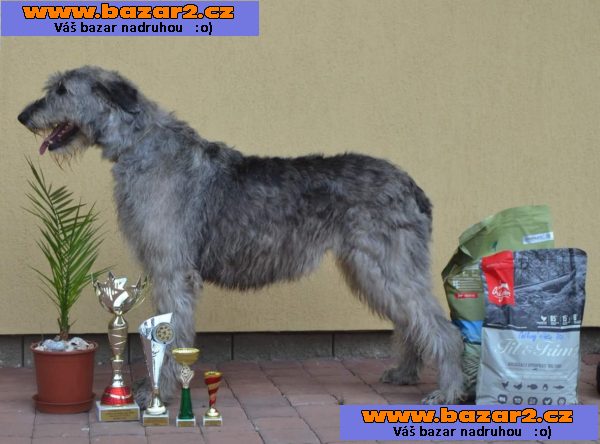 Irský vlkodav  -štěňátka