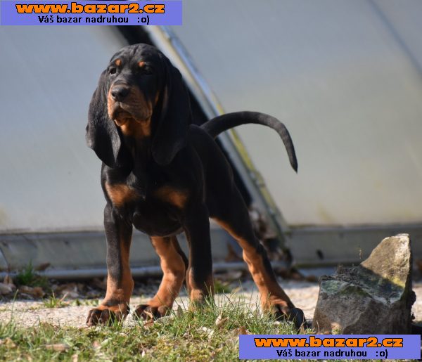 Black and Tan Coonhound
