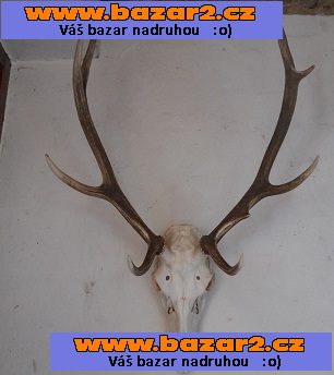 lovecké trofeje více kusů viz. foto