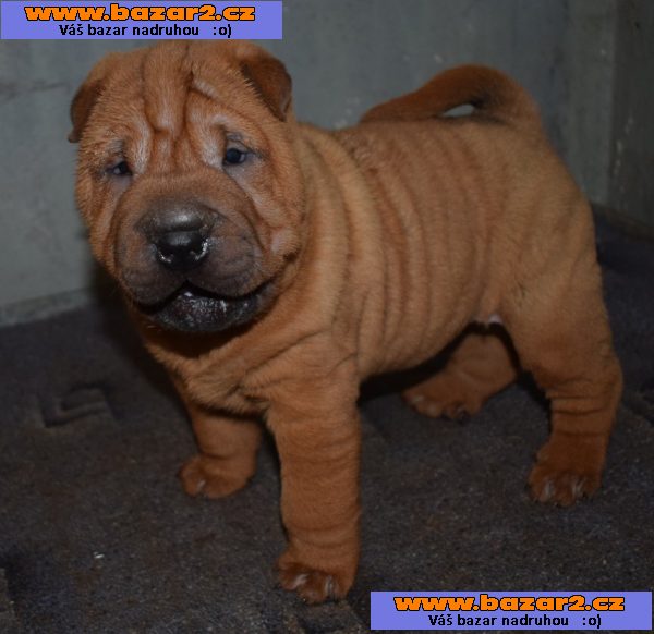 Šarpej,  shar-pei, štěňátka s PP