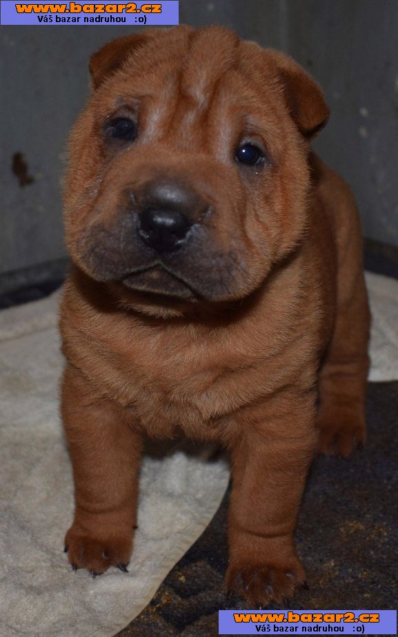 Šarpej,  shar-pei, štěňátka s PP