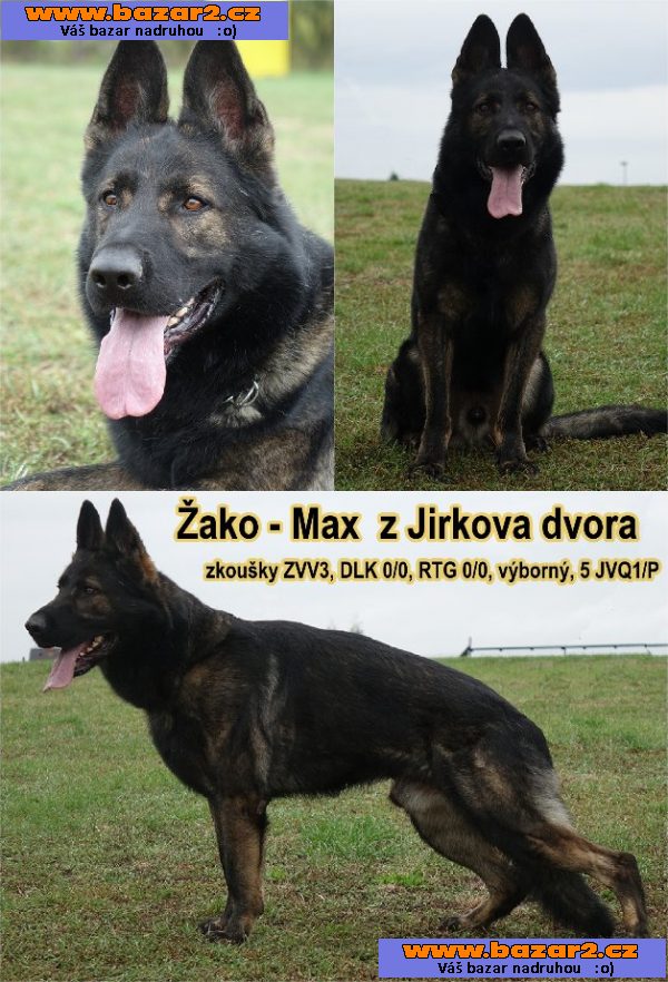 Prodám štěňata německého ovčáka