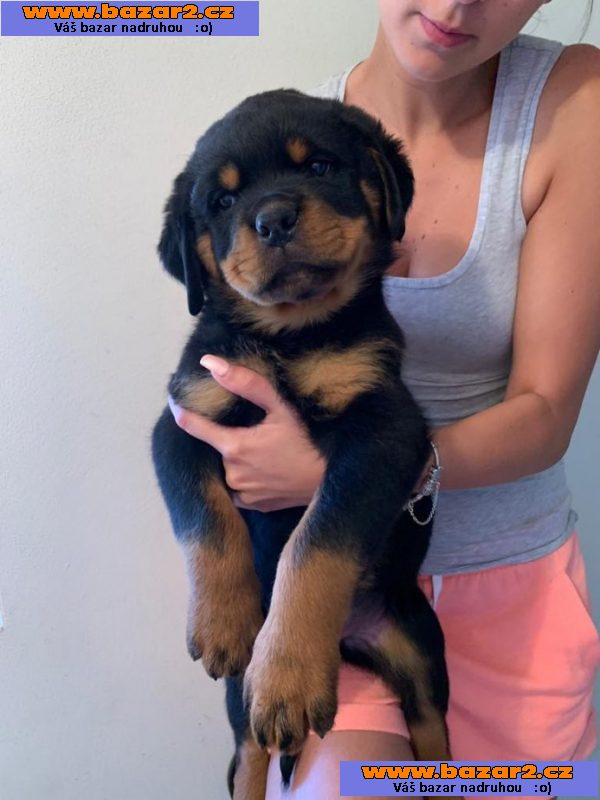 Rottweiler - špičková štěnata 