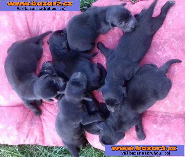 Flat Coated Retriever - nabízíme štěňata s PP